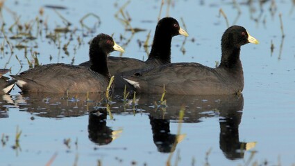 Patos en el Río Paraná - Santa Fe - Argentina