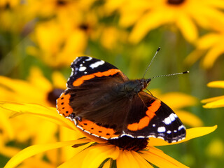 butterfly on flower