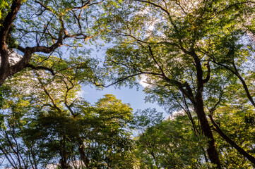 Trees and Sky