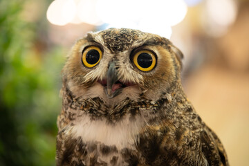 Eurasian owl (Bubo bubo) eagle owl, portrait of head and eyes
