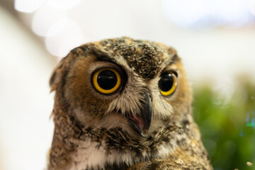 Eurasian owl (Bubo bubo) eagle owl, portrait of head and eyes
