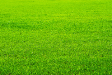 Obraz na płótnie Canvas agriculture nature green grass in the field background