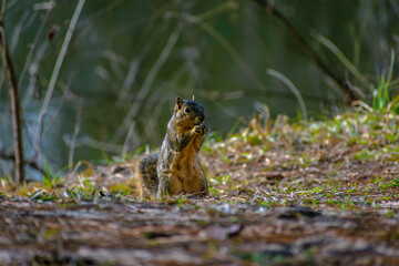 squirrel eating nut on ground