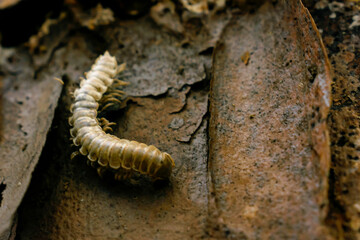 caterpillar on a leaf