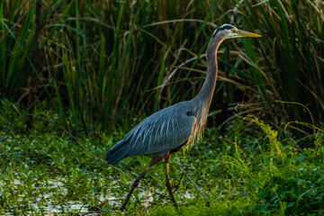 great blue heron