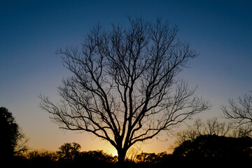Plakat silhouette of a tree at sunset