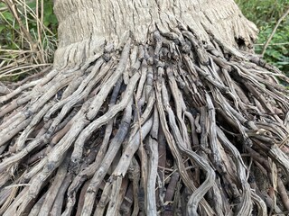 close up root of coconut tree