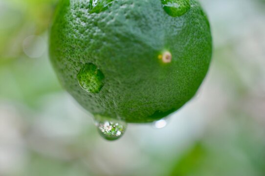 Green lime with reflection in droplets of water