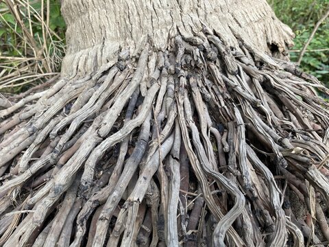 Close Up Root Of Coconut Tree