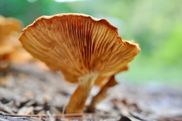 Orange mushroom in mulch