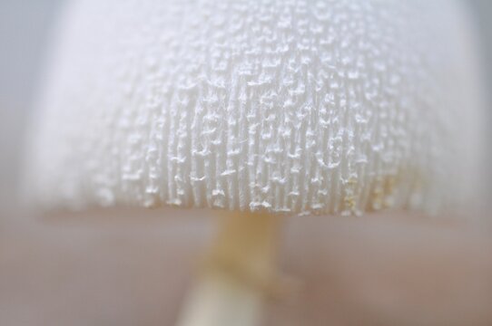 Close up of a mushroom cap