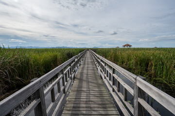 Lotus pond bridge natural park Thailand