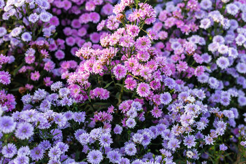Obraz premium Margaret flower field in garden select and soft focus