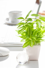 デスクに置かれた観葉植物