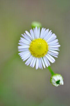 Delicate daisy with green background