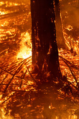 CZU Lightning Fire California - wildfire ravaging forests - obrazy, fototapety, plakaty