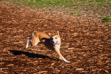 2020-11-02 A BROWN AND WHITE MIX BREED DOG RUNNING WITH EARS FLAPPING IN A OPEN FIELD