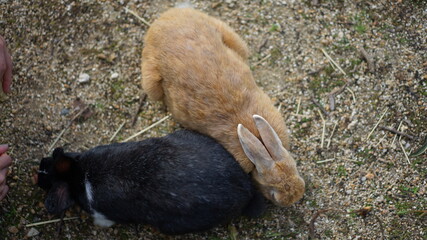 rabbit on the ground