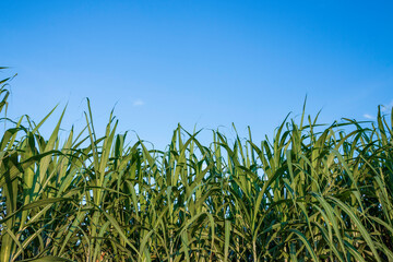 Fototapeta premium Beautiful green cane tree on blue sky, nature background theme