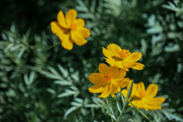 Beautiful cosmos flowers blooming in the garden