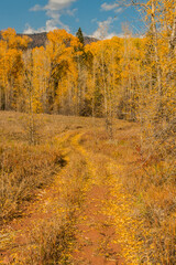 Fototapeta premium Mountain Road Through Golden Aspen Trees, Woods Lake Road, PLacerville, Colorado, USA