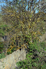 Broken concrete.Abandoned huge Soviet milk farm remains. Kiev Region