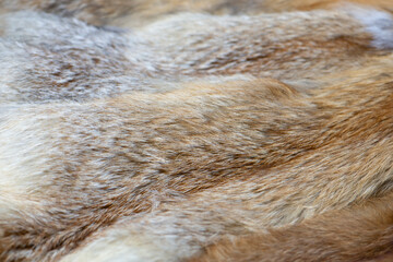 Red fox fur. Close up.