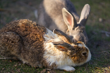 rabbit in the grass