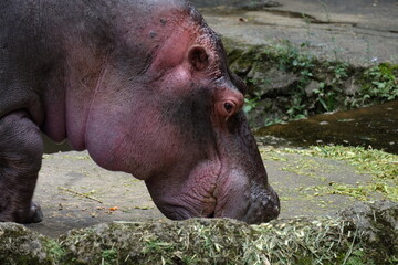 hippopotamus in water