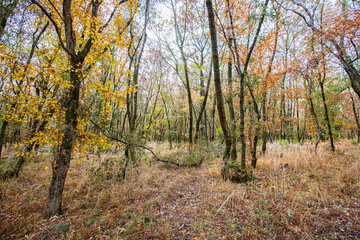 Fototapeta na wymiar Autumn deciduous forest. City Park. Stavropol. Caucasus.