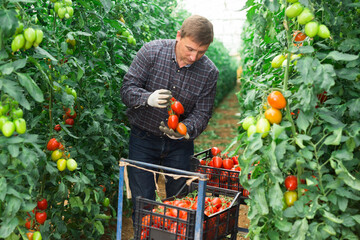 Positive man harvesting ripe red tomatoes in a greenhouse