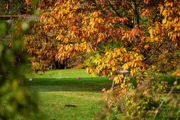 autumn garden with nice trees