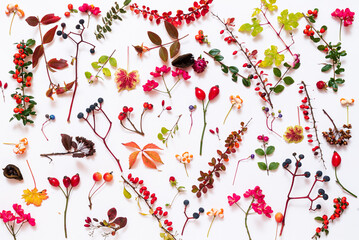 autumn plants on the  white background.