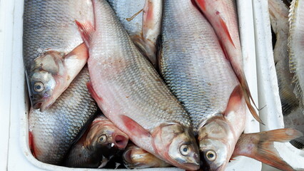 fresh fish on the market