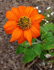 orange flower