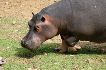 hippopotamus in the zoo