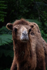 portrait of a camel
