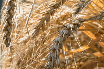 Wheat ears lit by golden sunlight close up shot. Agriculture concept.