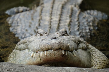 crocodile in the zoo