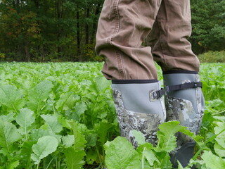 Boots in Food Plot