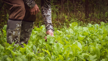 Food Plot © Kyle