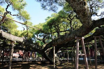 善養寺の影向の松