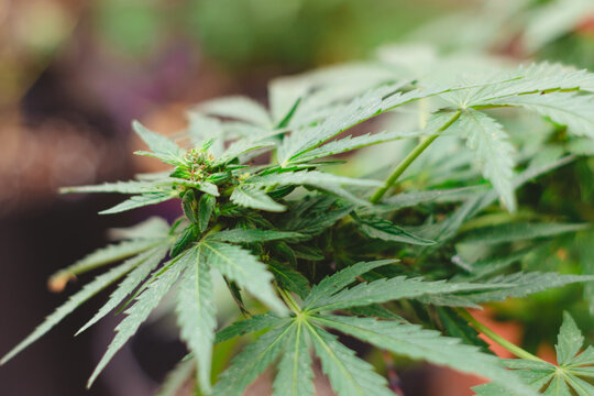 cannabis sativa flor hembra