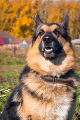 Немецкая овчарка