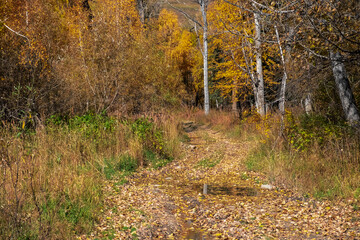 Obraz premium Old Austrian road from Katon to Urunkhaika. Beautiful fall nature. Outdoor landscape. Autumn forest road landscape.