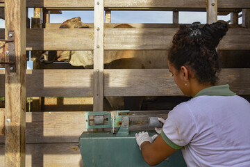 Closeup shot of female weighing cows in the farm