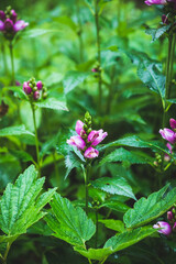 Blooming Chelone obliqua (Rose turtlehead) in the garden. Selective focus.
