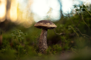 Leccinum melaneum or blackhead bolete, blackhead Leccinum