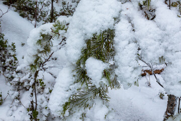 beautiful winter landscape with Christmas trees in the snow for Christmas and New year in the forest
