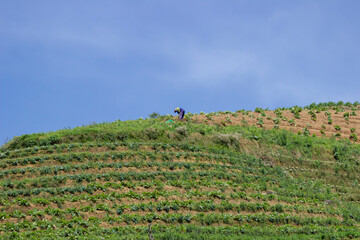 The farmer is gardening on the hilltop against the clear sky background. a vegetable garden on the...